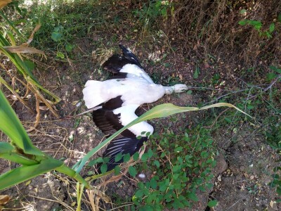 Struja ubila jato belih roda kod Paraćina