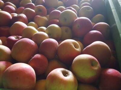 Student Danijel Prpoš pravi planove za oživljavanje seoskog turizma: Imanje će pretvoriti u turistički raj Student Danijel Prpoš pravi planove za oživljavanje seoskog turizma: Imanje će pretvoriti u turistički raj