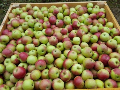 Student Danijel Prpoš pravi planove za oživljavanje seoskog turizma: Imanje će pretvoriti u turistički raj Student Danijel Prpoš pravi planove za oživljavanje seoskog turizma: Imanje će pretvoriti u turistički raj