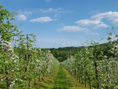 Student Danijel Prpoš pravi planove za oživljavanje seoskog turizma: Imanje će pretvoriti u turistički raj Student Danijel Prpoš pravi planove za oživljavanje seoskog turizma: Imanje će pretvoriti u turistički raj