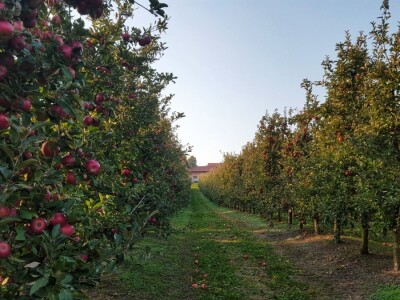Student Danijel Prpoš pravi planove za oživljavanje seoskog turizma: Imanje će pretvoriti u turistički raj Student Danijel Prpoš pravi planove za oživljavanje seoskog turizma: Imanje će pretvoriti u turistički raj