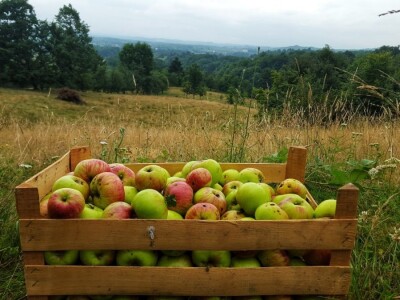 Student Danijel Prpoš pravi planove za oživljavanje seoskog turizma: Imanje će pretvoriti u turistički raj Student Danijel Prpoš pravi planove za oživljavanje seoskog turizma: Imanje će pretvoriti u turistički raj