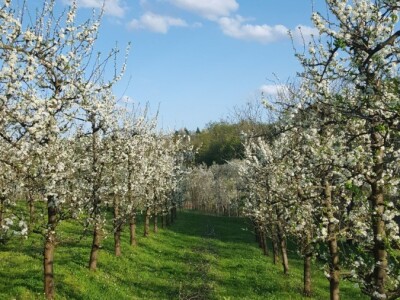 Student Danijel Prpoš pravi planove za oživljavanje seoskog turizma: Imanje će pretvoriti u turistički raj Student Danijel Prpoš pravi planove za oživljavanje seoskog turizma: Imanje će pretvoriti u turistički raj
