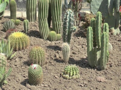 Student hortikulture u bašti uzgaja više od 200 kaktusa