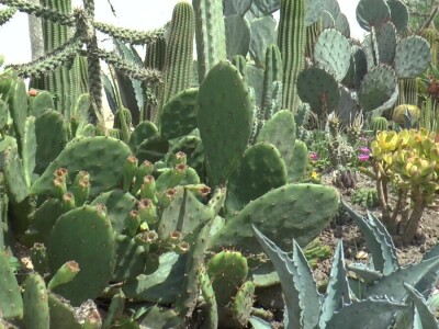 Student hortikulture u bašti uzgaja više od 200 kaktusa