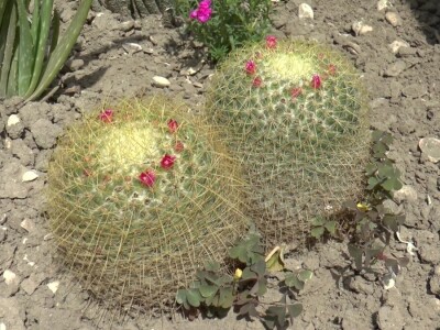 Student hortikulture u bašti uzgaja više od 200 kaktusa
