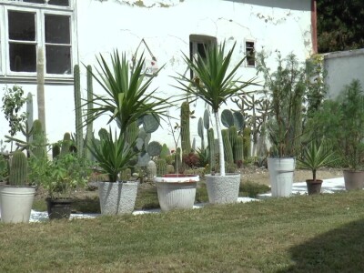 Student hortikulture u bašti uzgaja više od 200 kaktusa