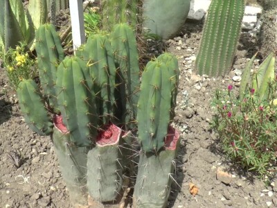 Student hortikulture u bašti uzgaja više od 200 kaktusa