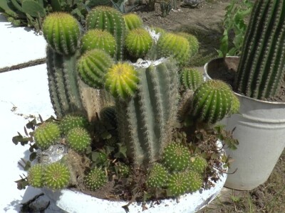 Student hortikulture u bašti uzgaja više od 200 kaktusa