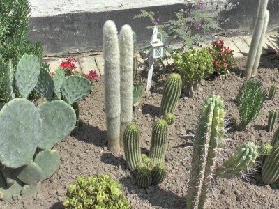 Student hortikulture u bašti uzgaja više od 200 kaktusa