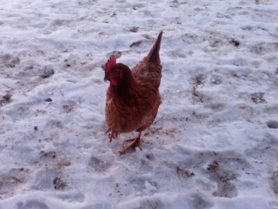 Student ušeđevinom pokrenuo OPG na kojem sada radi cijela obitelj