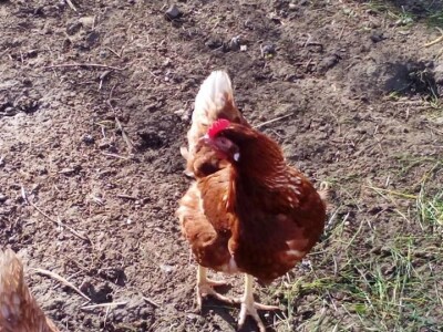 Student ušeđevinom pokrenuo OPG na kojem sada radi cijela obitelj