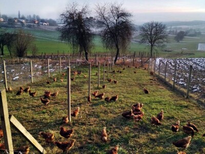 Student ušeđevinom pokrenuo OPG na kojem sada radi cijela obitelj