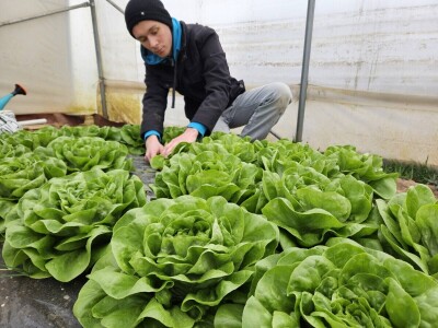 Studenti istražuju korištenje ovčje vune kao inertnog supstrat za hidroponski uzgoj Studenti istražuju korištenje ovčje vune kao inertnog supstrat za hidroponski uzgoj