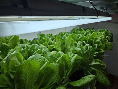 Studenti istražuju korištenje ovčje vune kao inertnog supstrat za hidroponski uzgoj Studenti istražuju korištenje ovčje vune kao inertnog supstrat za hidroponski uzgoj