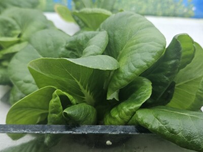 Studenti istražuju korištenje ovčje vune kao inertnog supstrat za hidroponski uzgoj Studenti istražuju korištenje ovčje vune kao inertnog supstrat za hidroponski uzgoj