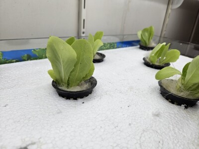 Studenti istražuju korištenje ovčje vune kao inertnog supstrat za hidroponski uzgoj Studenti istražuju korištenje ovčje vune kao inertnog supstrat za hidroponski uzgoj