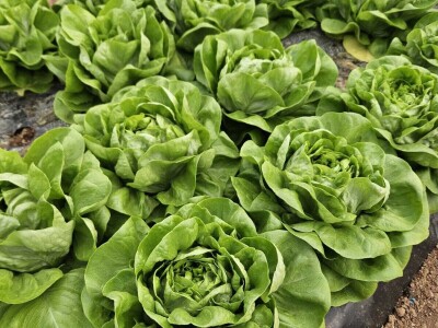 Studenti istražuju korištenje ovčje vune kao inertnog supstrat za hidroponski uzgoj Studenti istražuju korištenje ovčje vune kao inertnog supstrat za hidroponski uzgoj