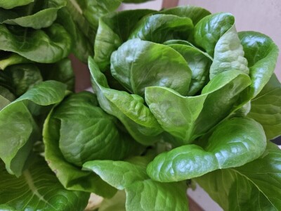 Studenti istražuju korištenje ovčje vune kao inertnog supstrat za hidroponski uzgoj Studenti istražuju korištenje ovčje vune kao inertnog supstrat za hidroponski uzgoj