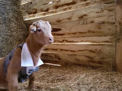 Studentkinja iz Banjaluke pokrenula farmu koza na kojoj proizvodi razne vrste sireva