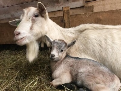 Studentkinja iz Banjaluke pokrenula farmu koza na kojoj proizvodi razne vrste sireva