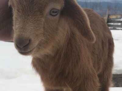 Studentkinja iz Banjaluke pokrenula farmu koza na kojoj proizvodi razne vrste sireva