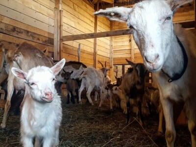 Studentkinja iz Banjaluke pokrenula farmu koza na kojoj proizvodi razne vrste sireva