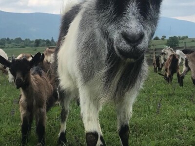 Studentkinja iz Banjaluke pokrenula farmu koza na kojoj proizvodi razne vrste sireva