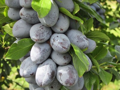 Studijsko putovanje u Njemačku