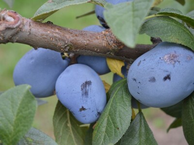 Studijsko putovanje u Njemačku
