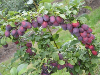 Studijsko putovanje u Njemačku