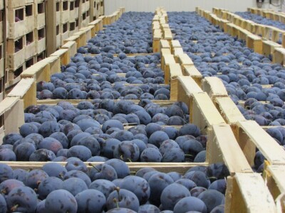 Studijsko putovanje u Njemačku