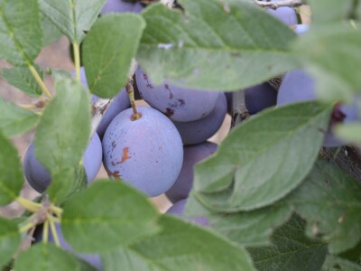 Studijsko putovanje u Njemačku