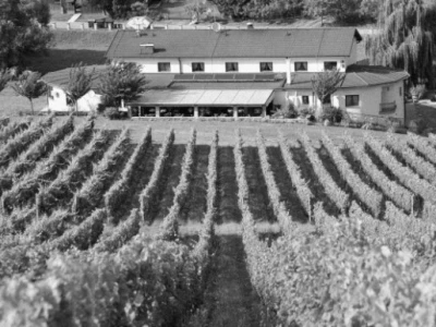 Pogled na hotel i vinograd