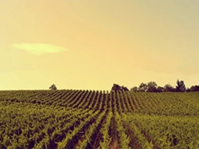 Vinogradi Dilj gore