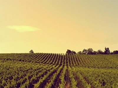 Vinogradi Dilj gore Vinogradi Dilj gore