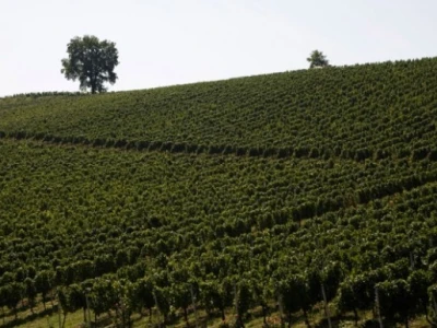 Pogled na vinograde