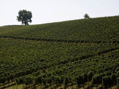 Pogled na vinograde Pogled na vinograde