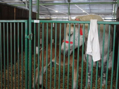 Subota na 25. Proljetnom međunarodnom bjelovarskom sajmu