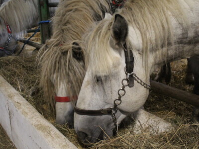 Subota na 31. Jesenskom međunarodnom bjelovarskom sajmu