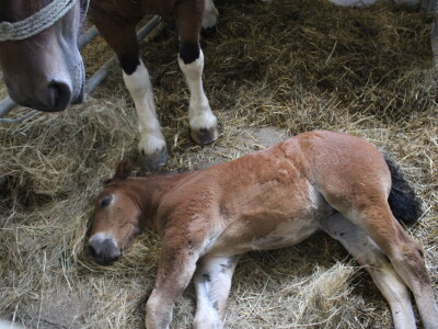 Subota na 31. Jesenskom međunarodnom bjelovarskom sajmu