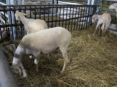 Subota na 31. Jesenskom međunarodnom bjelovarskom sajmu