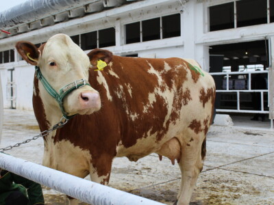 Subota na 31. Jesenskom međunarodnom bjelovarskom sajmu