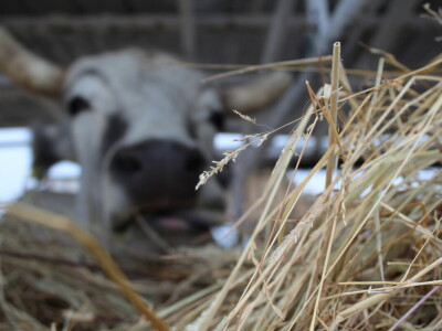Subota na 31. Jesenskom međunarodnom bjelovarskom sajmu