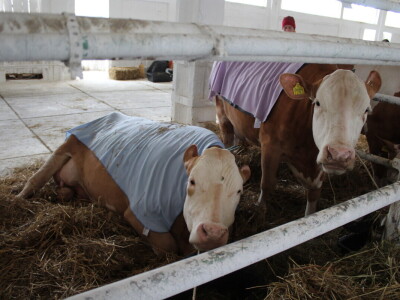 Subota na 31. Jesenskom međunarodnom bjelovarskom sajmu