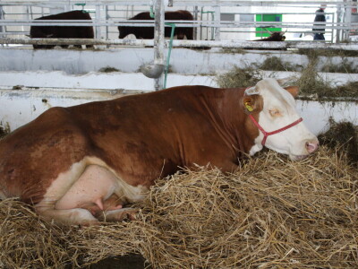 Subota na 31. Jesenskom međunarodnom bjelovarskom sajmu