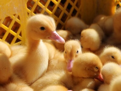 Subota na sajmu u Gudovcu