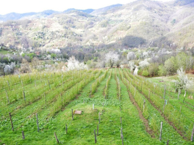 Malinjak "Srebrena malina"