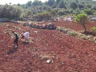 Opg Maja Sučić: Iskrčila djedovinu i uz prvi red do mora podigla plantažu artičoka