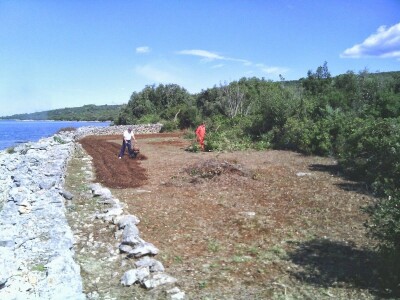 Opg Maja Sučić: Iskrčila djedovinu i uz prvi red do mora podigla plantažu artičoka